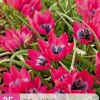 ohgreen Ecocheques|Bloembollen|25 bloembollen tulipa little beauty