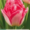 ohgreen Ecocheques|Bloembollen|7 bloembollen tulipa pink delight
