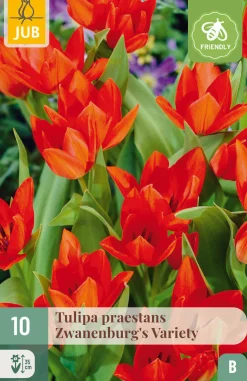 ohgreen Ecocheques|Bloembollen|10 bloembollen tulipa praestans zwanenburg var.