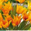 ohgreen Ecocheques|Bloembollen|10 bloembollen tulipa praestans shogun