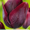 ohgreen Ecocheques|Bloembollen|7 bloembollen tulipa ronaldo