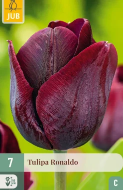 ohgreen Ecocheques|Bloembollen|7 bloembollen tulipa ronaldo