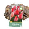 ohgreen Ecocheques|Bloembollen|40 bloembollen tulipa roze/rood