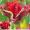 ohgreen Ecocheques|Bloembollen|7 bloembollen tulipa seadov parrot