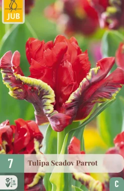 ohgreen Ecocheques|Bloembollen|7 bloembollen tulipa seadov parrot