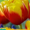 ohgreen Ecocheques|Bloembollen|7 bloembollen tulipa shell