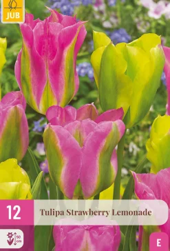 ohgreen Bloembollen|Ecocheques|12 bloembollen tulipa strawberry lemonade