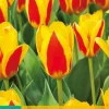 ohgreen Bloembollen|Ecocheques|7 bloembollen tulipa stresa