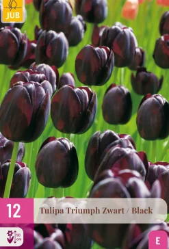 ohgreen Ecocheques|Bloembollen|12 bloembollen tulipa triumph zwart