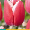 ohgreen Ecocheques|Bloembollen|7 bloembollen tulipa universum