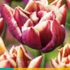 ohgreen Bloembollen|Ecocheques|7 bloembollen tulipa wyndham