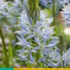 ohgreen Bloembollen|Ecocheques|2 camassia cusickii