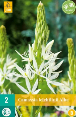 ohgreen Bloembollen|Ecocheques|2 camassia leichtlinii alba