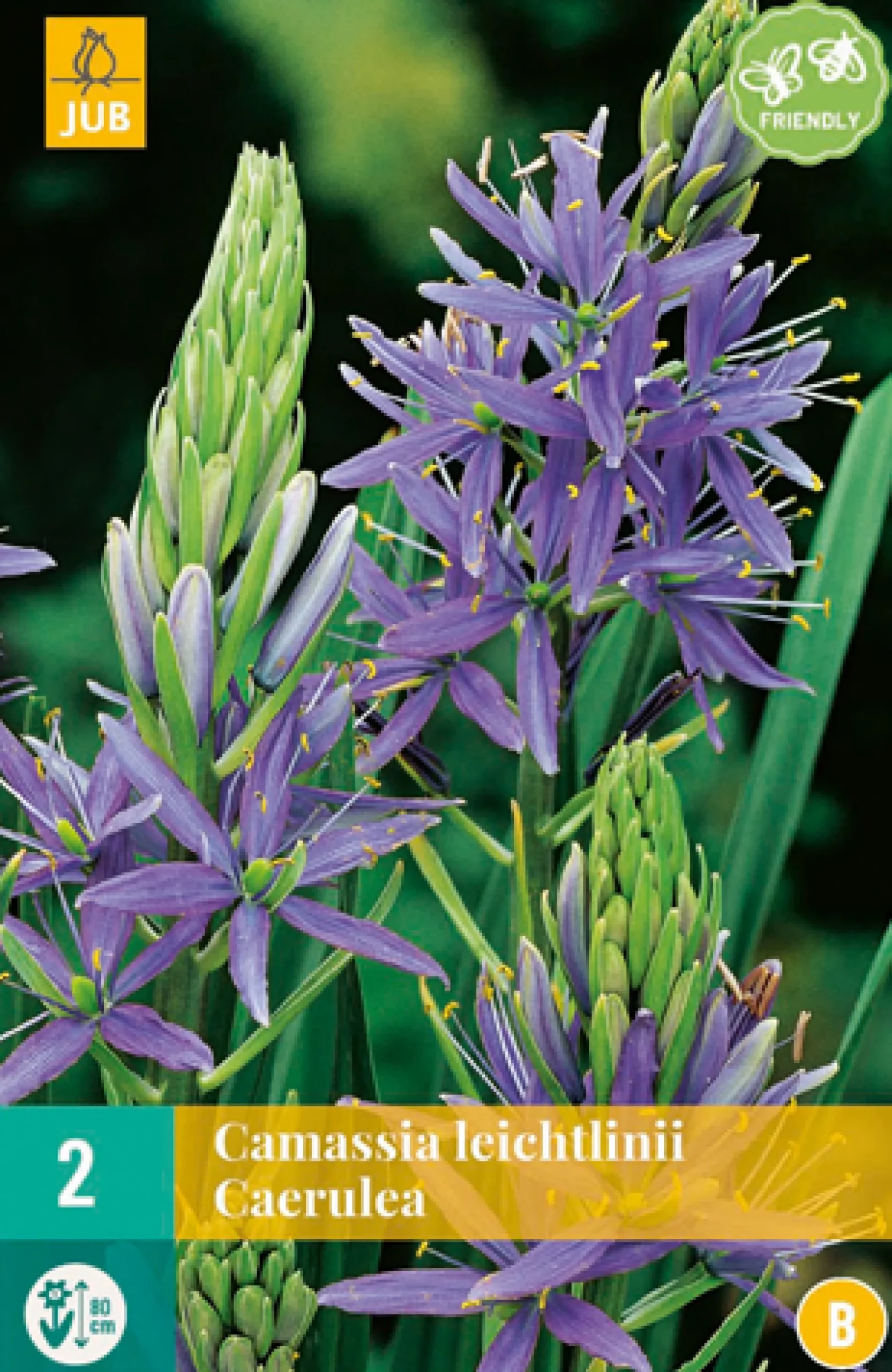 ohgreen Bloembollen|Ecocheques|2 camassia leichtlinii caerulea