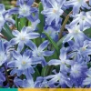 ohgreen Bloembollen|Ecocheques|25 chionodoxa luciliae