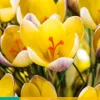 ohgreen Bloembollen|Ecocheques|15 crocus advance