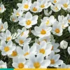 ohgreen Bloembollen|Ecocheques|15 crocus ard schenk