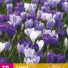 ohgreen Bloembollen|Ecocheques|30 crocus blauw-wit
