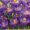 ohgreen Bloembollen|Ecocheques|10 crocus flower record