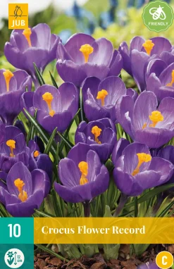 ohgreen Bloembollen|Ecocheques|10 crocus flower record