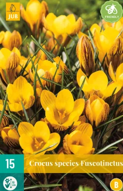 ohgreen Bloembollen|Ecocheques|15 crocus fuscotinctus