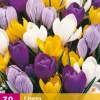 ohgreen Bloembollen|Ecocheques|30 crocus grootbloemig mix
