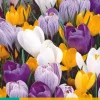 ohgreen Bloembollen|Ecocheques|10 crocus grootbloemig mix