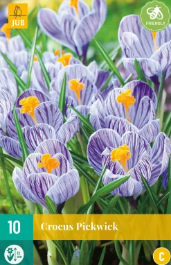 ohgreen Bloembollen|Ecocheques|10 crocus pickwick