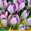 ohgreen Bloembollen|Ecocheques|10 crocus vanguard