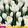 ohgreen Bloembollen|Ecocheques|30 crocus wit