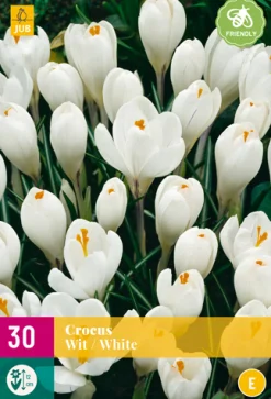 ohgreen Bloembollen|Ecocheques|30 crocus wit
