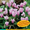 ohgreen Bloembollen|Ecocheques|2 cyclamen hederifolium