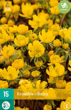 ohgreen Bloembollen|Ecocheques|15 eranthis cilicica