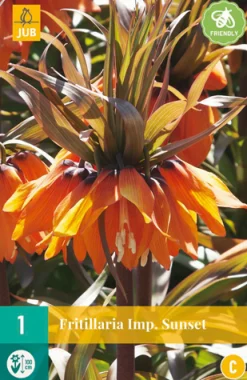 ohgreen Bloembollen|Ecocheques|1 fritillaria imp. sunset