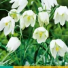 ohgreen Bloembollen|Ecocheques|10 fritillaria meleagris alba