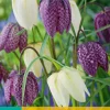 ohgreen Bloembollen|Ecocheques|15 fritillaria meleagris mix