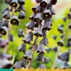 ohgreen Bloembollen|Ecocheques|1 fritillaria persica