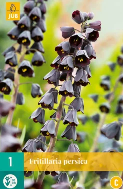 ohgreen Bloembollen|Ecocheques|1 fritillaria persica