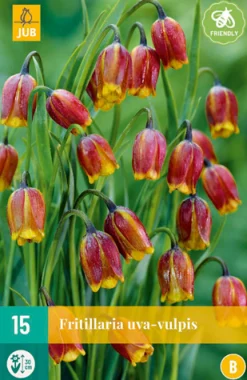 ohgreen Bloembollen|Ecocheques|15 fritillaria uva-vulpis