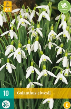 ohgreen Bloembollen|Ecocheques|10 galanthus elwesii