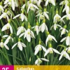 ohgreen Bloembollen|Ecocheques|25 galanthus elwesii