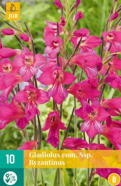 ohgreen Bloembollen|Ecocheques|10 gladiolus comm.ssp. byzantinus