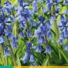 ohgreen Bloembollen|Ecocheques|10 hyacinthoides hisp. blauw