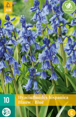 ohgreen Bloembollen|Ecocheques|10 hyacinthoides hisp. blauw