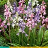 ohgreen Bloembollen|Ecocheques|10 hyacinthoides hisp. mix