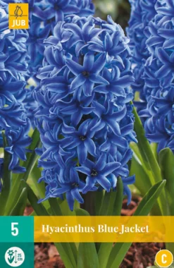 ohgreen Bloembollen|Ecocheques|5 hyacinthus blue jacket