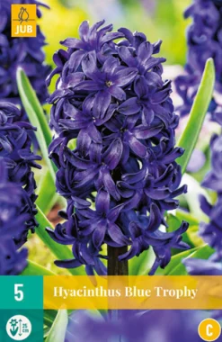 ohgreen Bloembollen|Ecocheques|5 hyacinthus blue trophy