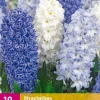 ohgreen Bloembollen|Ecocheques|10 hyacinthus blue water mix