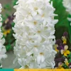 ohgreen Bloembollen|Ecocheques|5 hyacinthus carnegie
