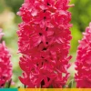 ohgreen Bloembollen|Ecocheques|5 hyacinthus jan bos